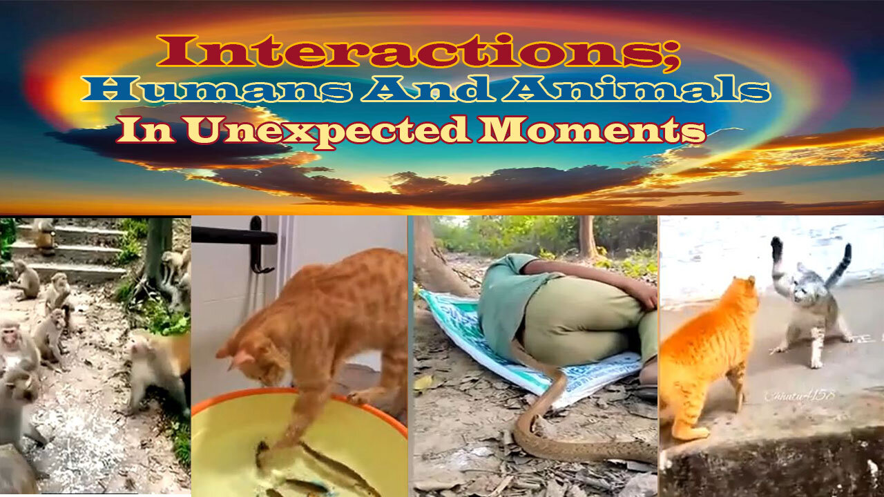 Interactions Humans and Animals in Unexpected Moments