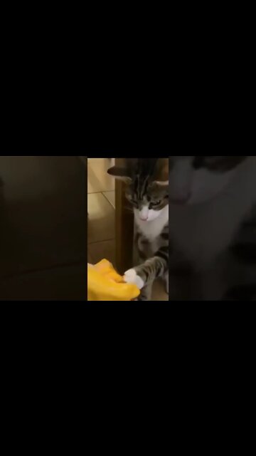 Funny Cats #shorts #funnycats #youtubeshorts Subscribe My channel For More #funnycatvideos 😸