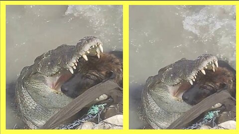 Crocodile saves a dog in the water