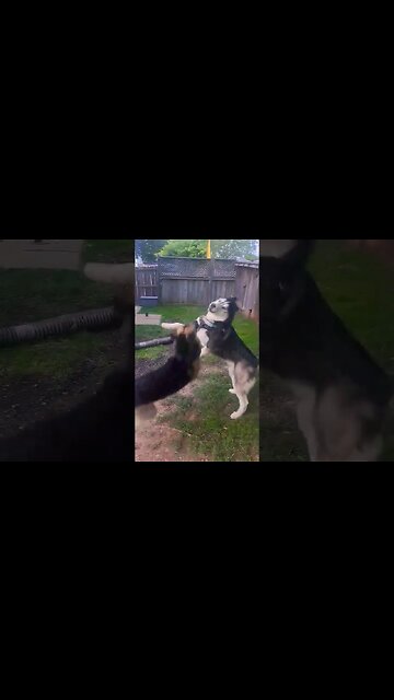 Zoomies In The Backyard