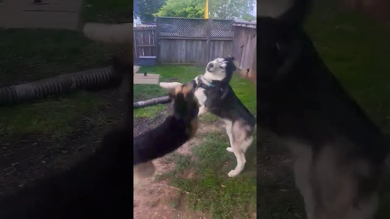 Zoomies In The Backyard