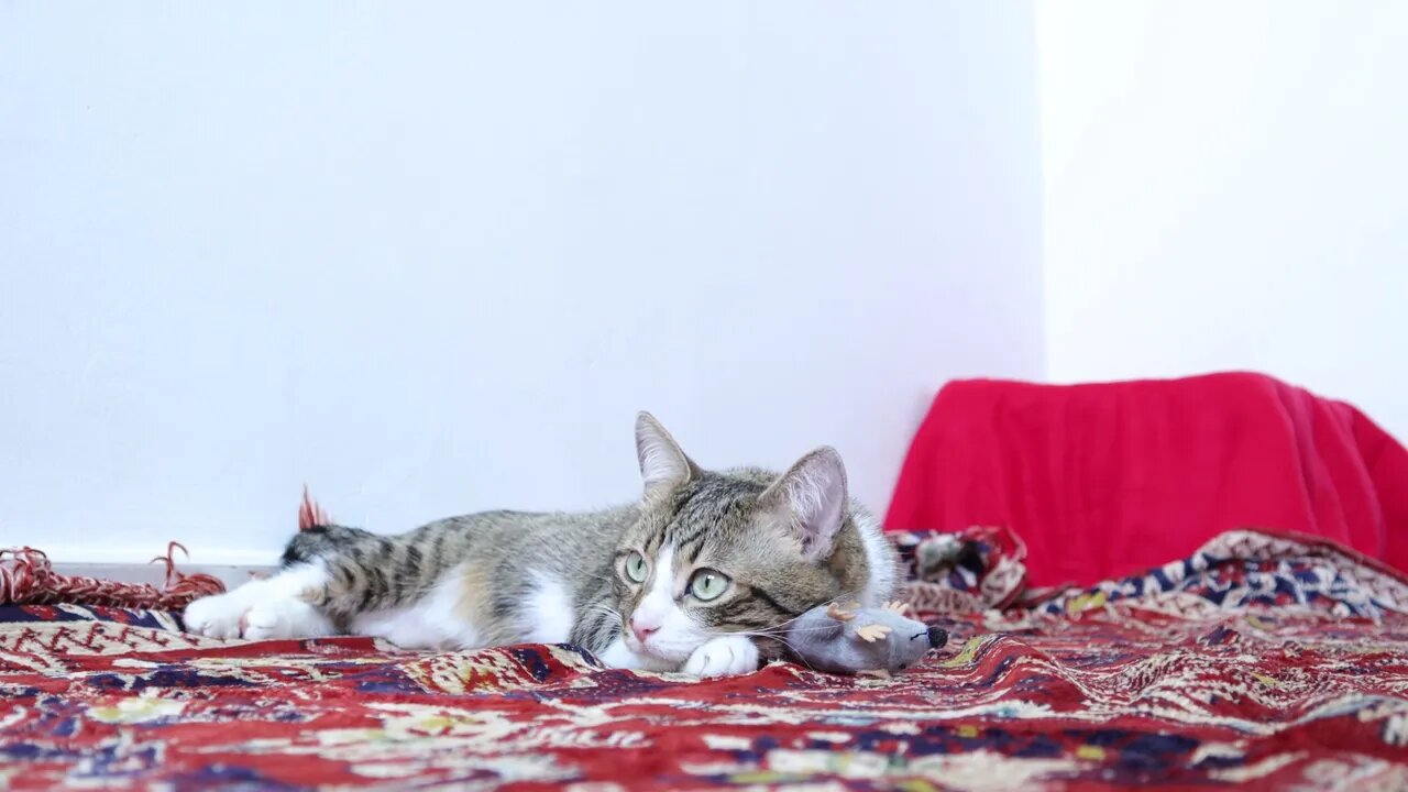 Cute Tabby Cat Sits on the Carpet