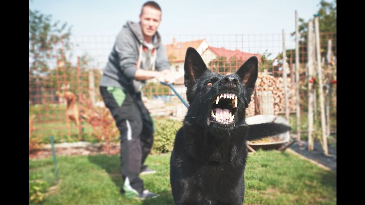 How To Make Your Dog Become Fully Aggressive With Some Few Simple Tricks