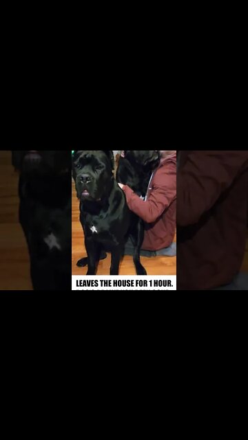 Are Your Dog's This Clingy #shorts #funny #viral