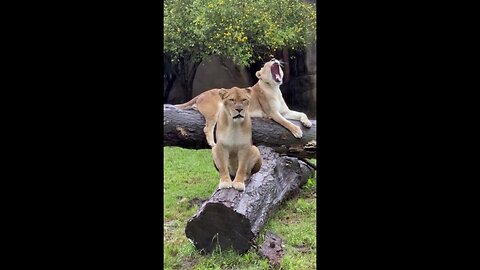 Lions Enjoy Rainfall On Gloomy Zoo Day