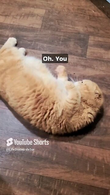 the Tummy Rub trap!!! 😁🤣😍