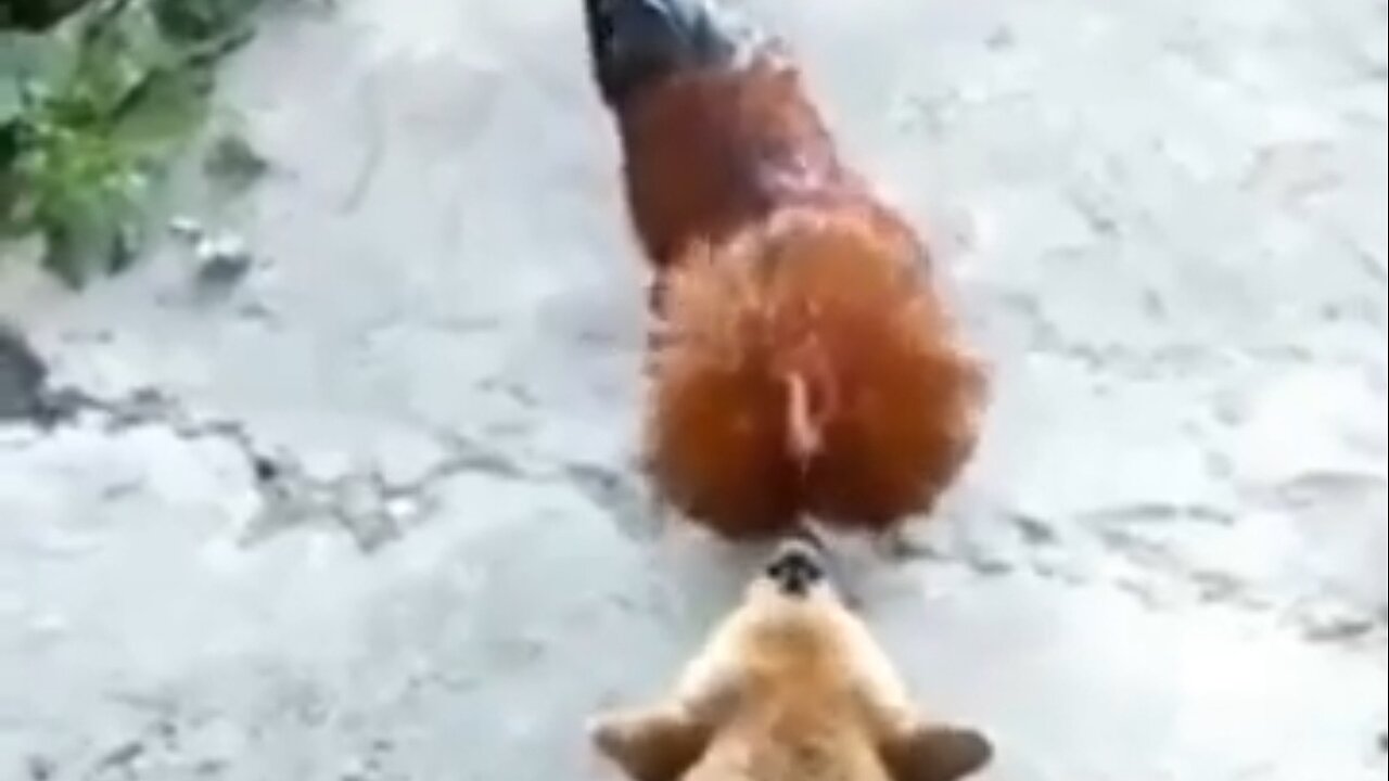 Funny dogs hen animal videos 😂🤣