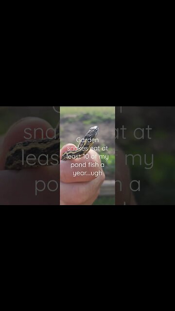 garter snakes already??? #shortsvideo #organic #socialmedia #tips #organic@TalkwithSally