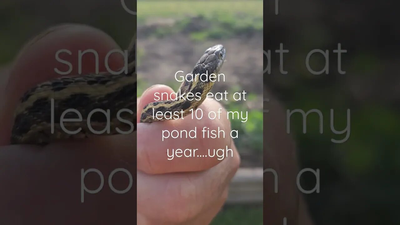 garter snakes already??? #shortsvideo #organic #socialmedia #tips #organic@TalkwithSally