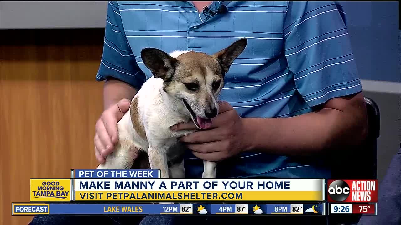 Pet of the week: Manny is a sweet 2-year-old Corgi mix with amazing brown eyes