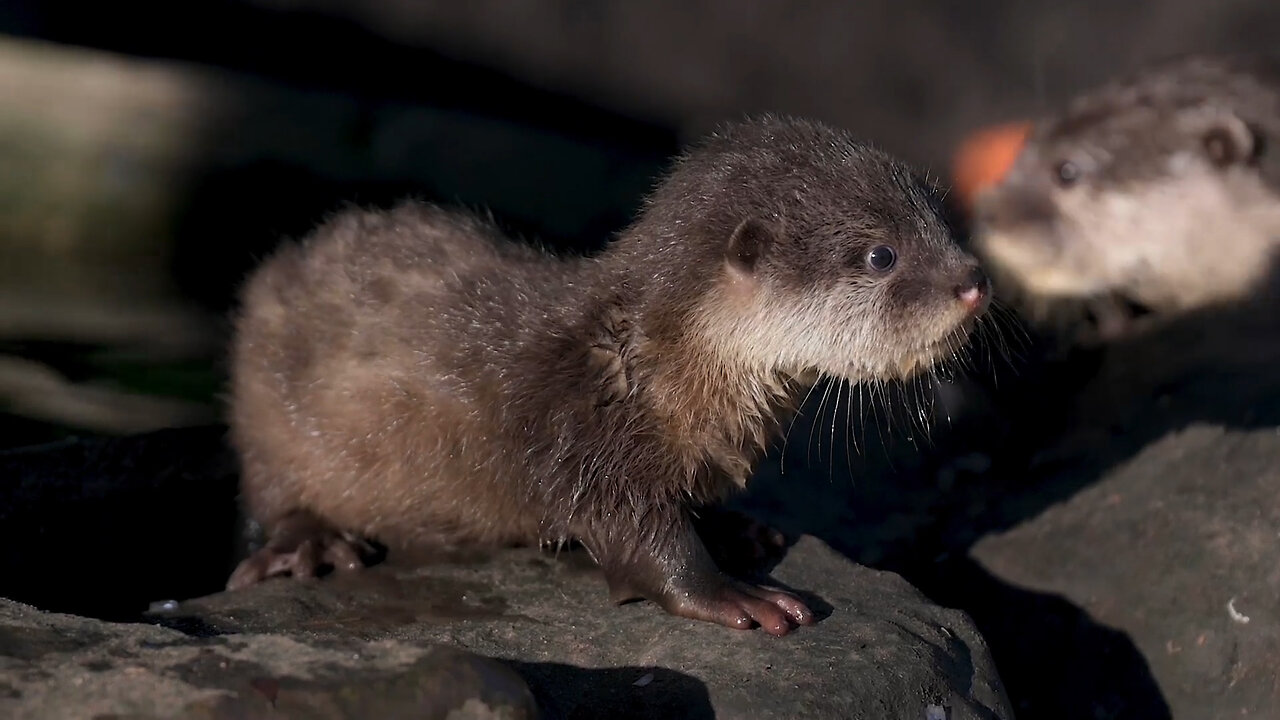 Baby Otters Have First Swimming Lessons