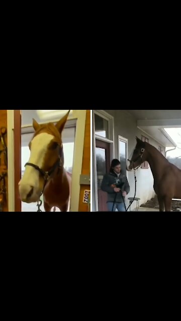 Horse loves his caretaker after she rescues him from certain death
