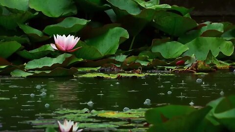 Rain and Flowers: A Beautiful Symphony of Nature's Elements