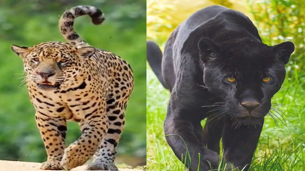 The JAGUAR and BLACK PANTHER