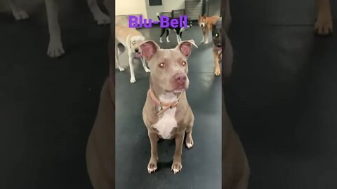 [Shorts 0129] BLU-BELL [#dogs #doggos #doggies #puppies #dogdaycare]