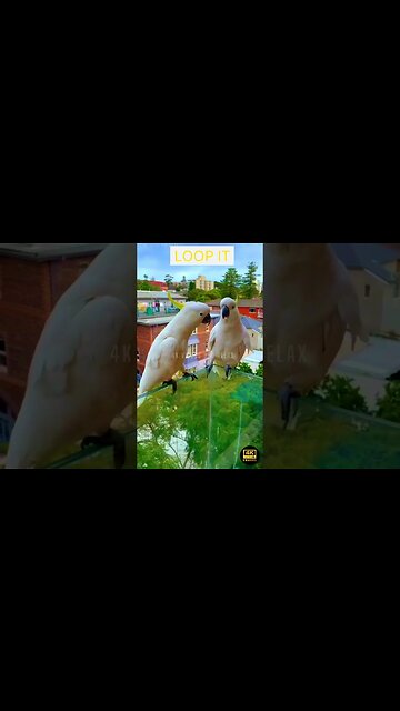 Relaxing Jazz Music 4K Cute Parrots Ultra HD - cute parrots in ultra 4k hd quality❤