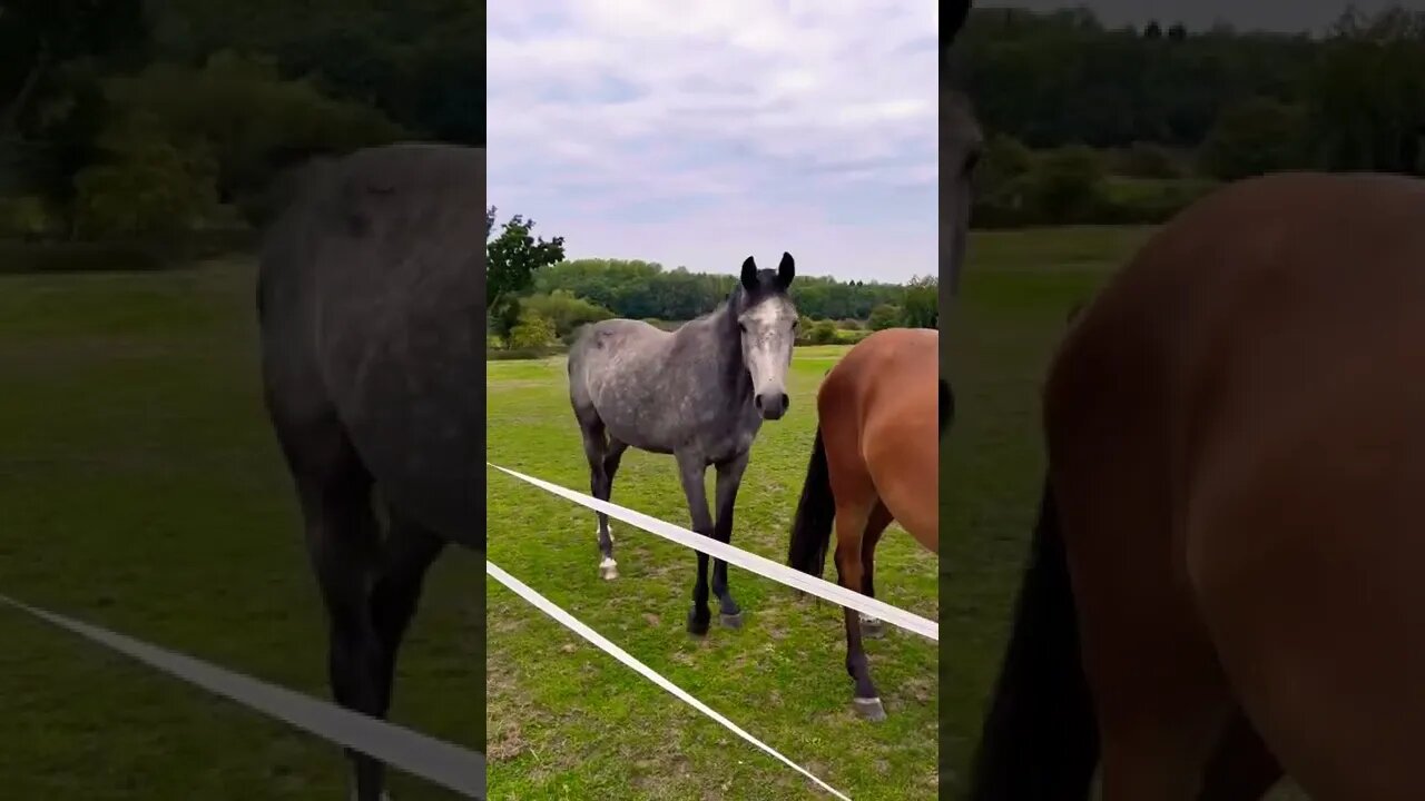 Horses In The English Countryside || The Beauty of the English Coluntryside