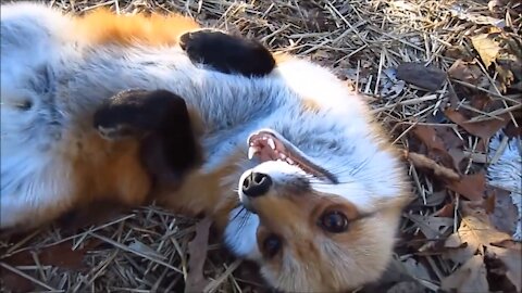 Adorable Baby Fox Playing & Talking