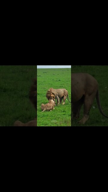 Finishing Breakfast? #Wildlife | #ShortsAfrica