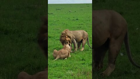 Finishing Breakfast? #Wildlife | #ShortsAfrica