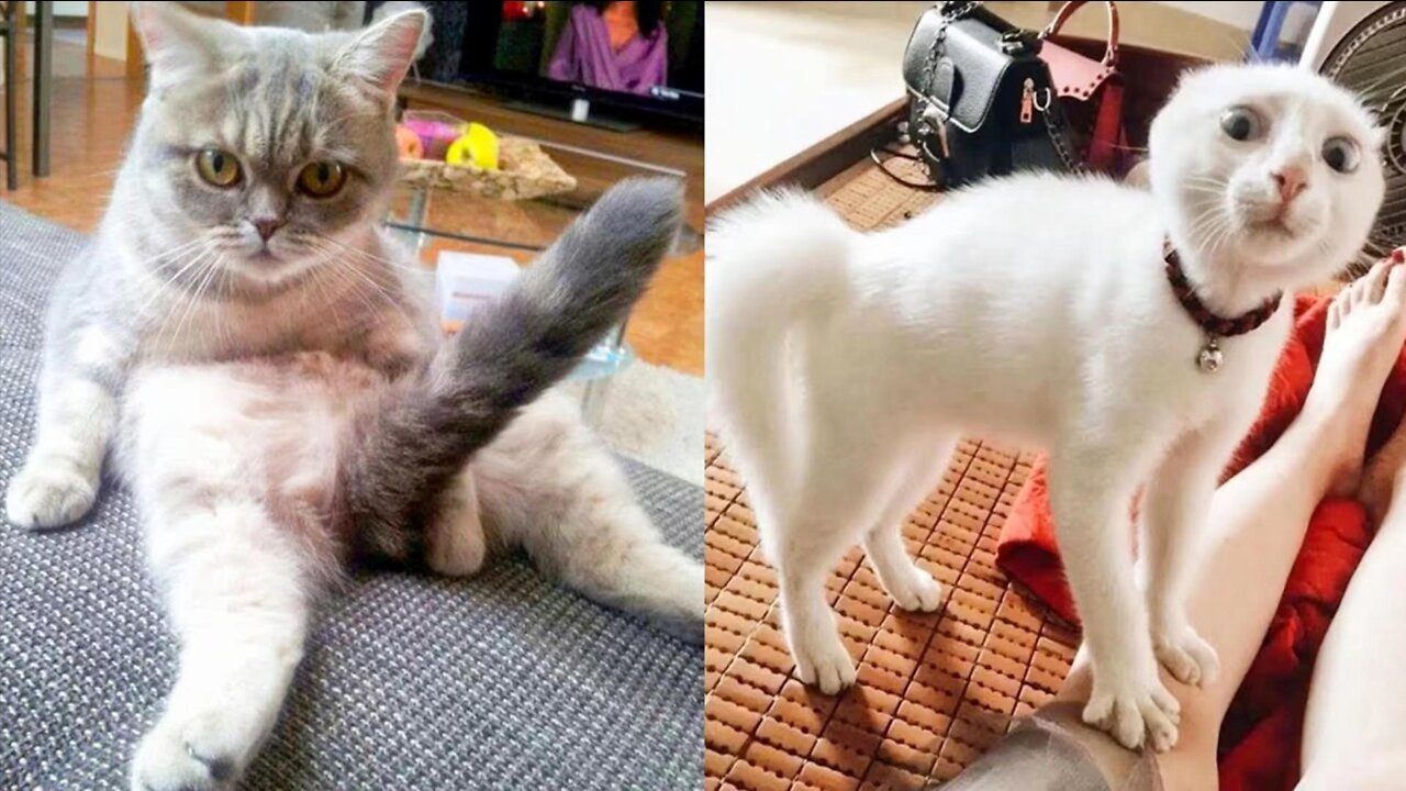 Try not to laugh at funny pet videos!