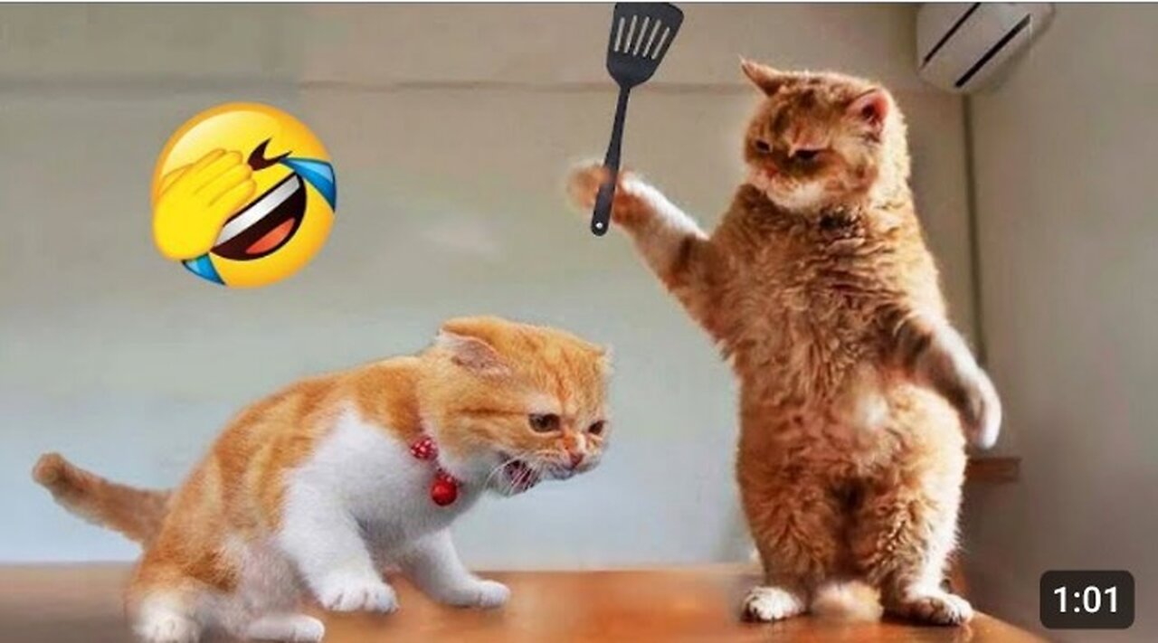 ,🤣🤣🤣🤣🤣🤣 funny Animal Video