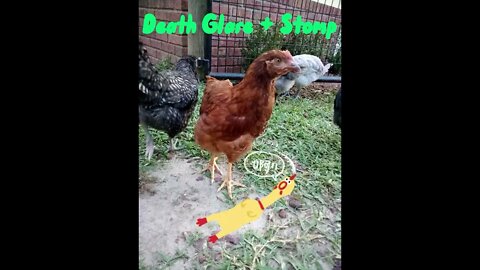 Chickens Can Be Dramatic!