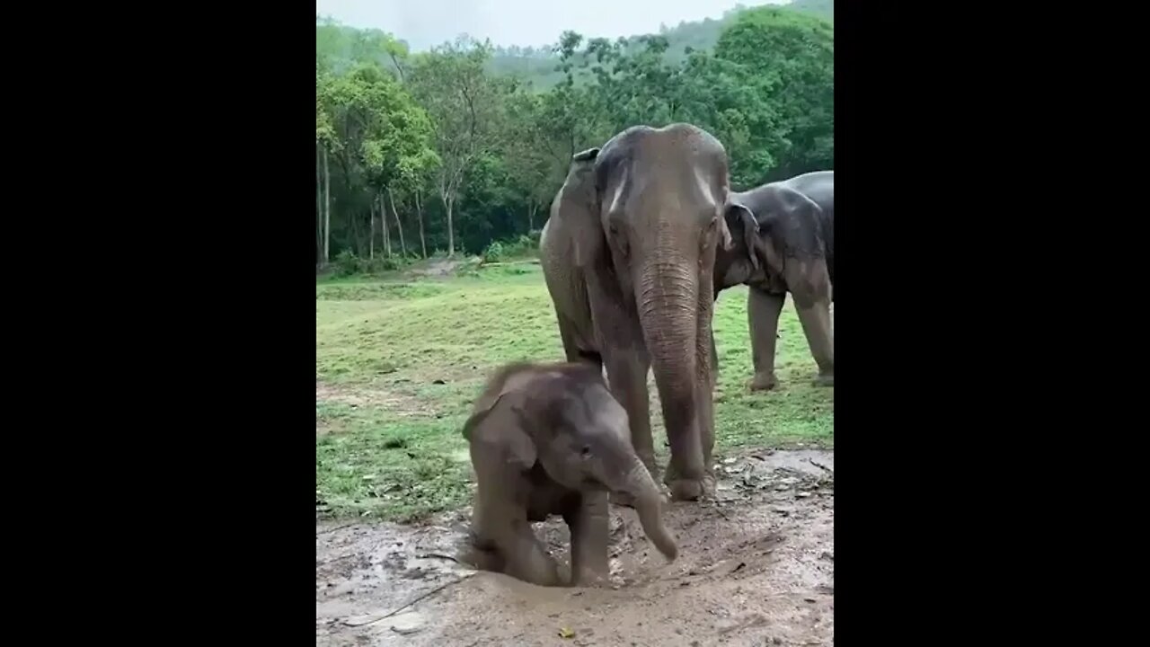 Elephants short