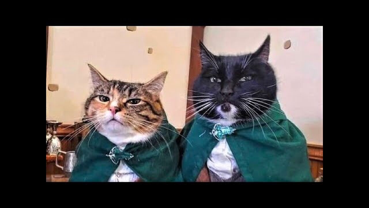 Funny animals - Funny cats / dogs - Funny animal videos 206