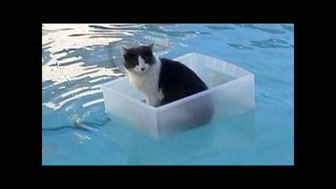 you will NOT BELIVE what these cats are doing (funny videos compilation)