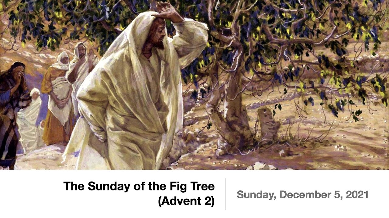 The Sunday of the Fig Tree (Advent 2) - December 5, 2021