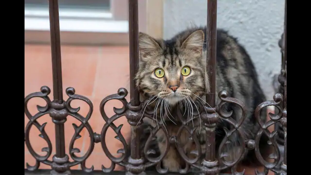 the struggling cat watching the other cat jump through