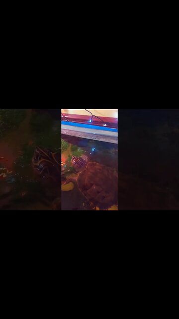 Mississippi Snapping Turtle 🐢 #pets #shorts #fyp #reptiles