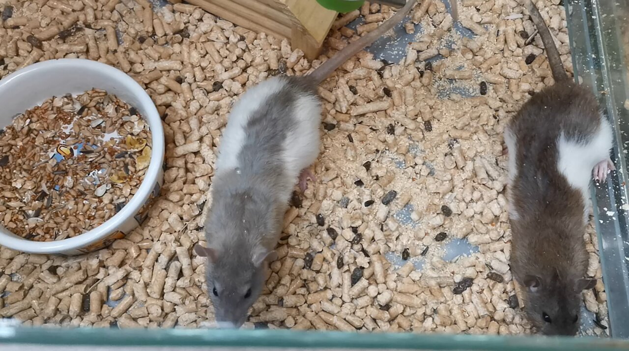 Home pets Rats