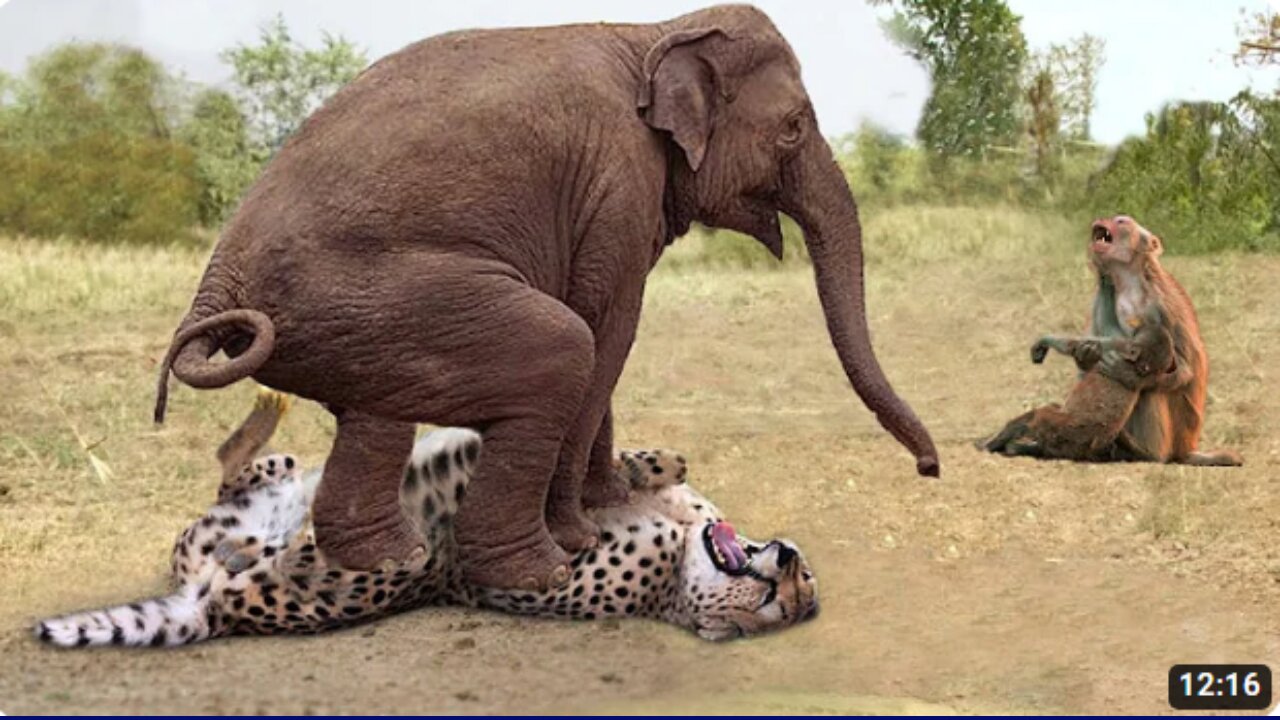 2024 Herd Of Elephants Rescues Baby Monkey From Leopard Hunting - Elephant vs Lion, Rhino, Crocodile