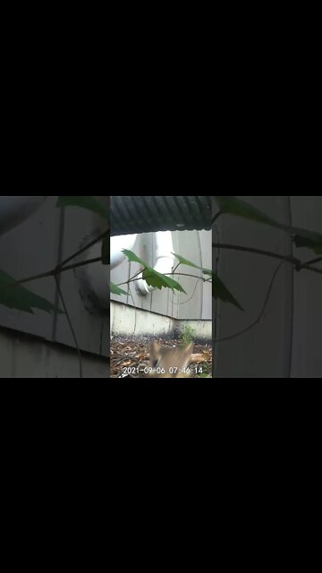 Can you check the camera?