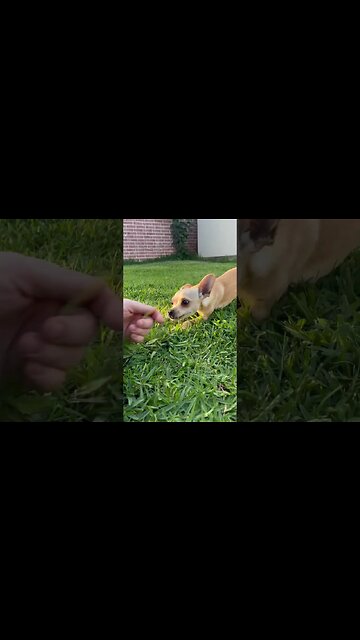 Playful Pup! ##chihuahuababy #chihuahuapuppy #chihuahua #chihuahuafanatics #playfulpuppy #playfuldog