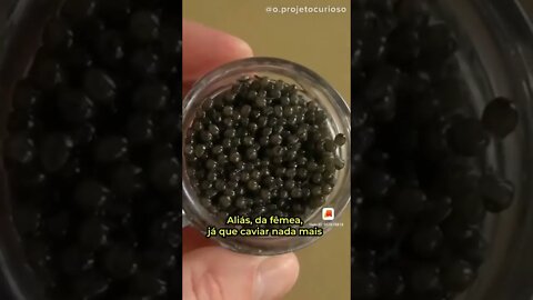 Você sabe como é feito o caviar ?? 😮