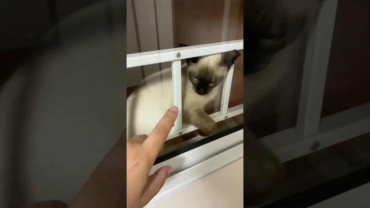 Gatinho pedindo para entrar em dia de chuva #shorts