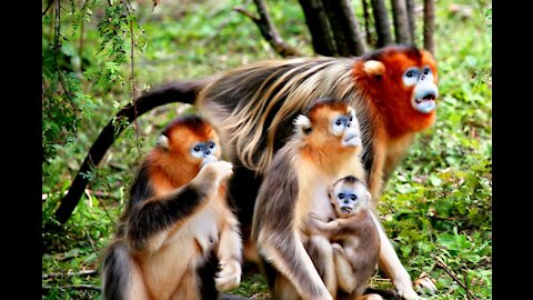 Wild baby Monkey and visitor For funny video!! Amazing Wildlife