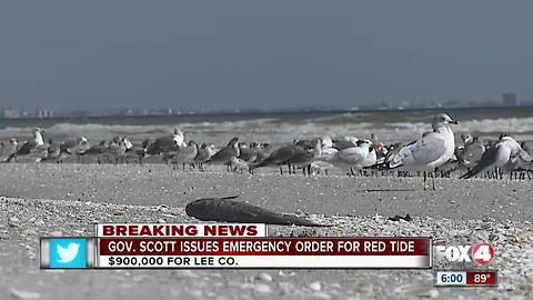 Governor Scott declares state of emergency due to red tide in Florida