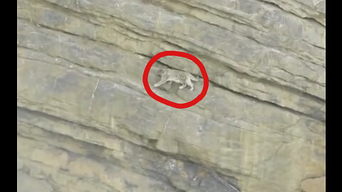 Snow Leopard stuck in high mountain cliff | how will it survive now