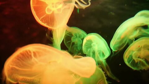 Colorful Relaxing Jellyfish Swimming in Water