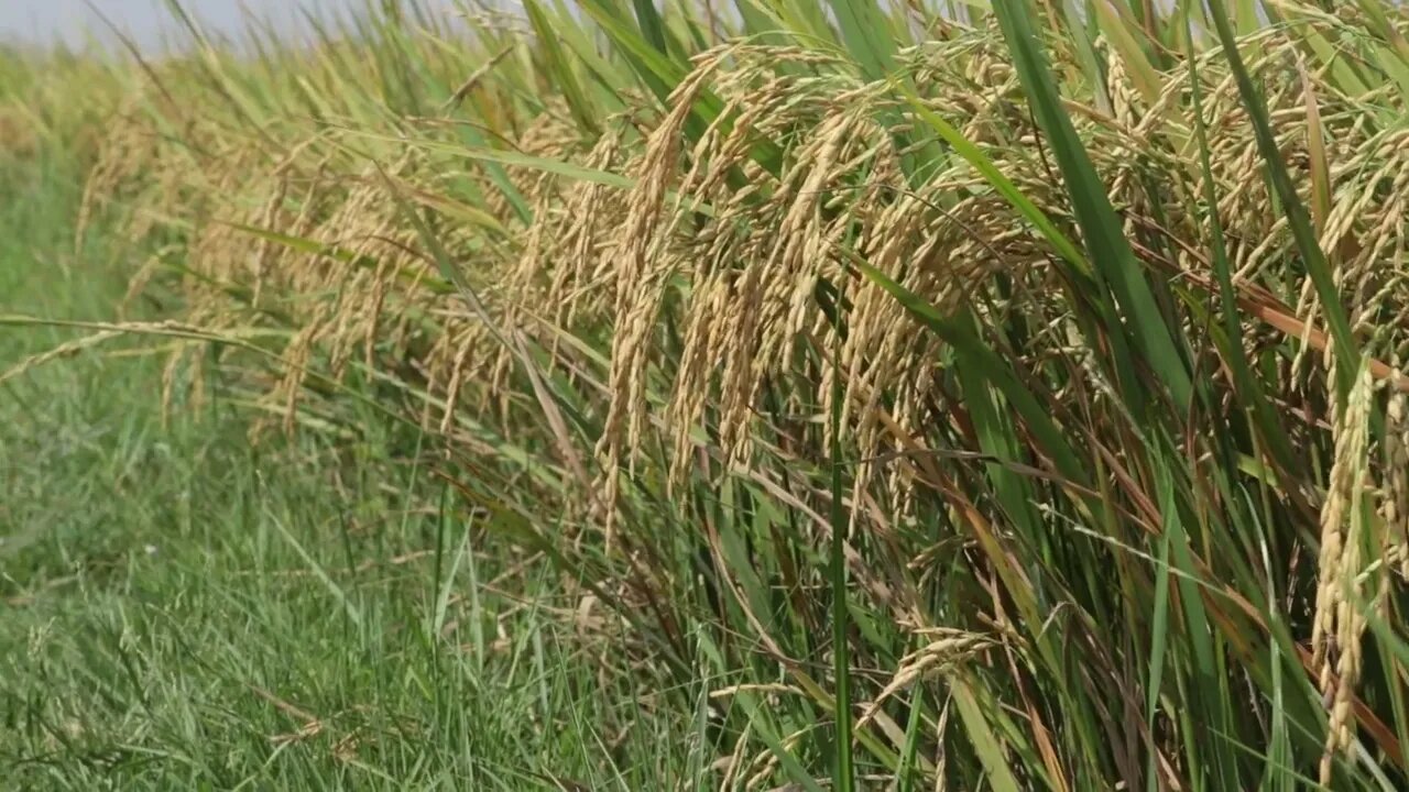 Nice Rice For harvesting