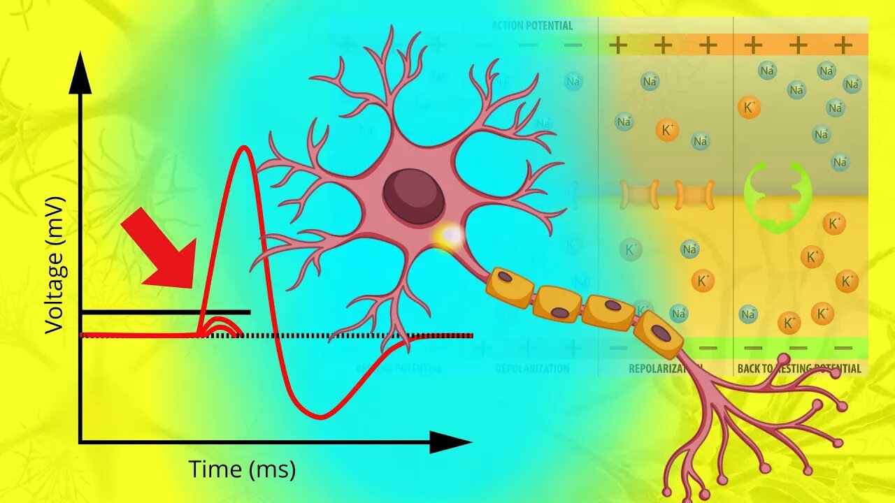 The Action Potential in All Its Glory - A Review/Summary