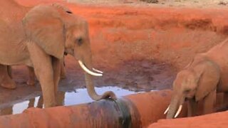 Sweet mama and baby elephant find relief from thirst