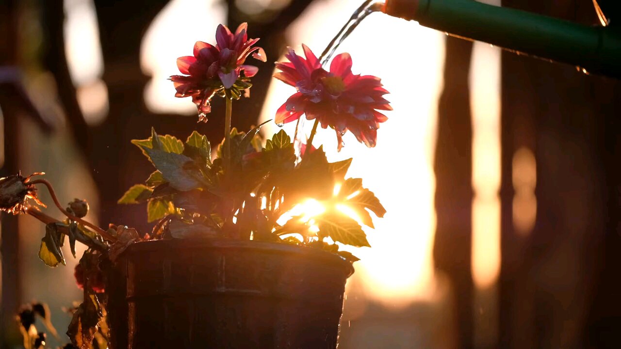 sunset - water flowers