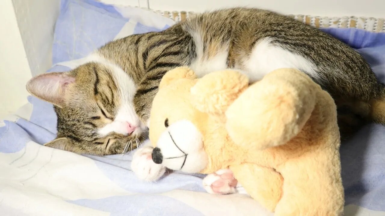 A Cat and His Best Friend