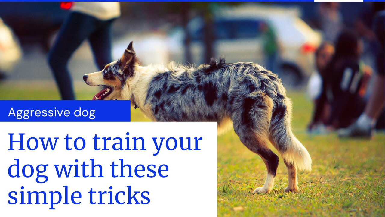 How to train dog to become aggressive with this simple tricks