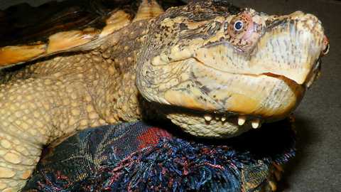 Huge snapping turtle chases laser dot